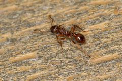 Myrmica