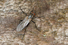 Empididae