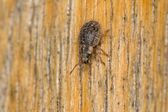 Brachysomus echinatus