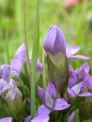 Gentianella campestris campestris