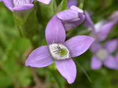 Gentianella campestris campestris