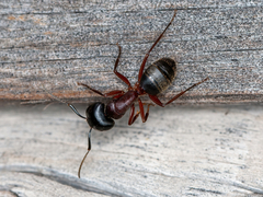 Camponotus herculeanus