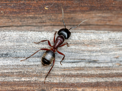 Camponotus herculeanus