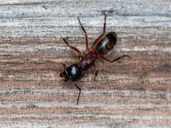 Camponotus herculeanus