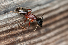 Camponotus herculeanus