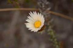 Helichrysum retortum