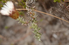 Helichrysum retortum