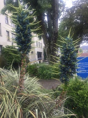 Puya alpestris