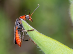 Cantharis fusca