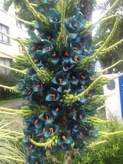 Puya alpestris