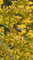 Apis mellifera