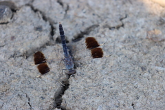 Brachythemis impartita
