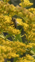 Apis mellifera