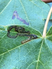 Stigmella aceris