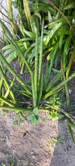 Sansevieria cylindrica