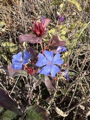 Ceratostigma plumbaginoides
