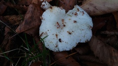 Ossicaulis lignatilis