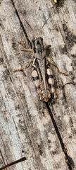 Melanoplus ponderosus