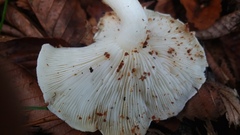 Ossicaulis lignatilis