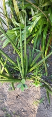 Sansevieria cylindrica