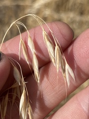 Bromus tectorum