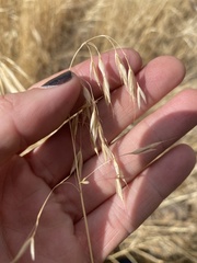 Bromus tectorum
