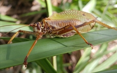 Pterophylla beltrani