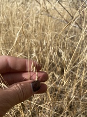 Bromus tectorum