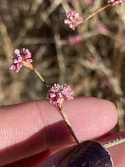 Eriogonum roseum