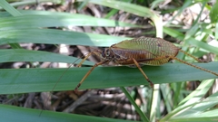 Pterophylla beltrani