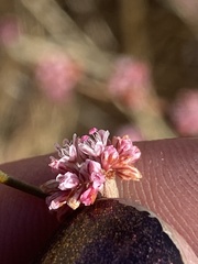 Eriogonum roseum