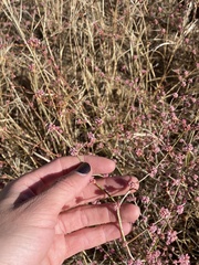 Eriogonum roseum