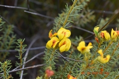 Cyclopia genistoides