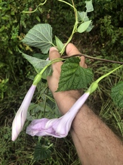 Ipomoea macrorhiza