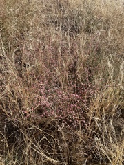 Eriogonum roseum