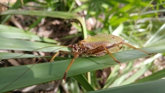 Pterophylla beltrani