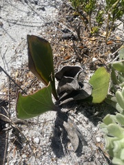 Mairia coriacea