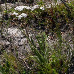 Corymbium villosum