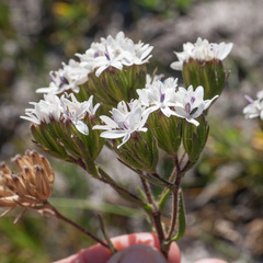Corymbium villosum