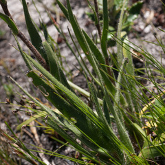 Corymbium villosum