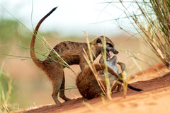 Suricata suricatta