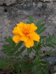 Tagetes patula