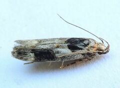 Pseudochelaria walsinghami