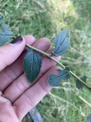 Ceanothus integerrimus macrothyrsus