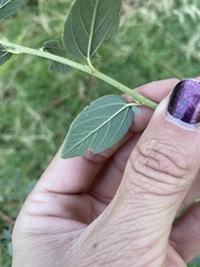 Ceanothus integerrimus macrothyrsus
