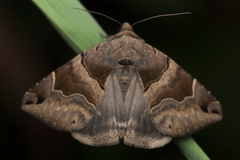 Bastilla