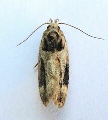 Pseudochelaria walsinghami