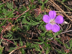 Geranium potentillifolium