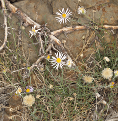 Erigeron breweri porphyreticus