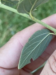 Ceanothus integerrimus macrothyrsus
